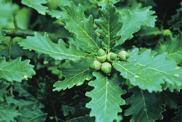 Quercus petraea